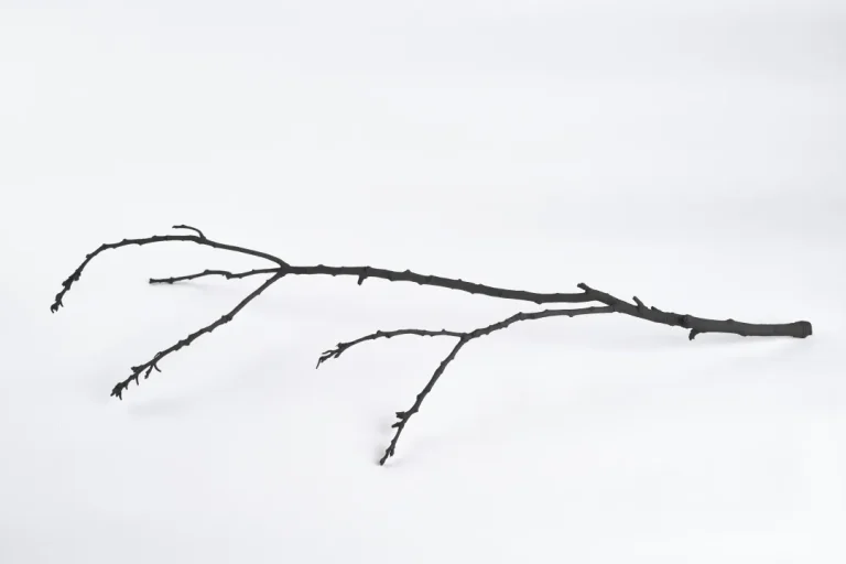 Silva, 2024, by Katie Paterson Courtesy of the Artist and Ingleby, Edinburgh. Photograph by John McKenzie.