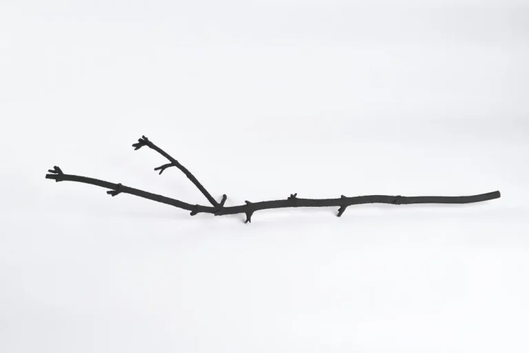 Silva, 2024, by Katie Paterson Courtesy of the Artist and Ingleby, Edinburgh. Photograph by John McKenzie.