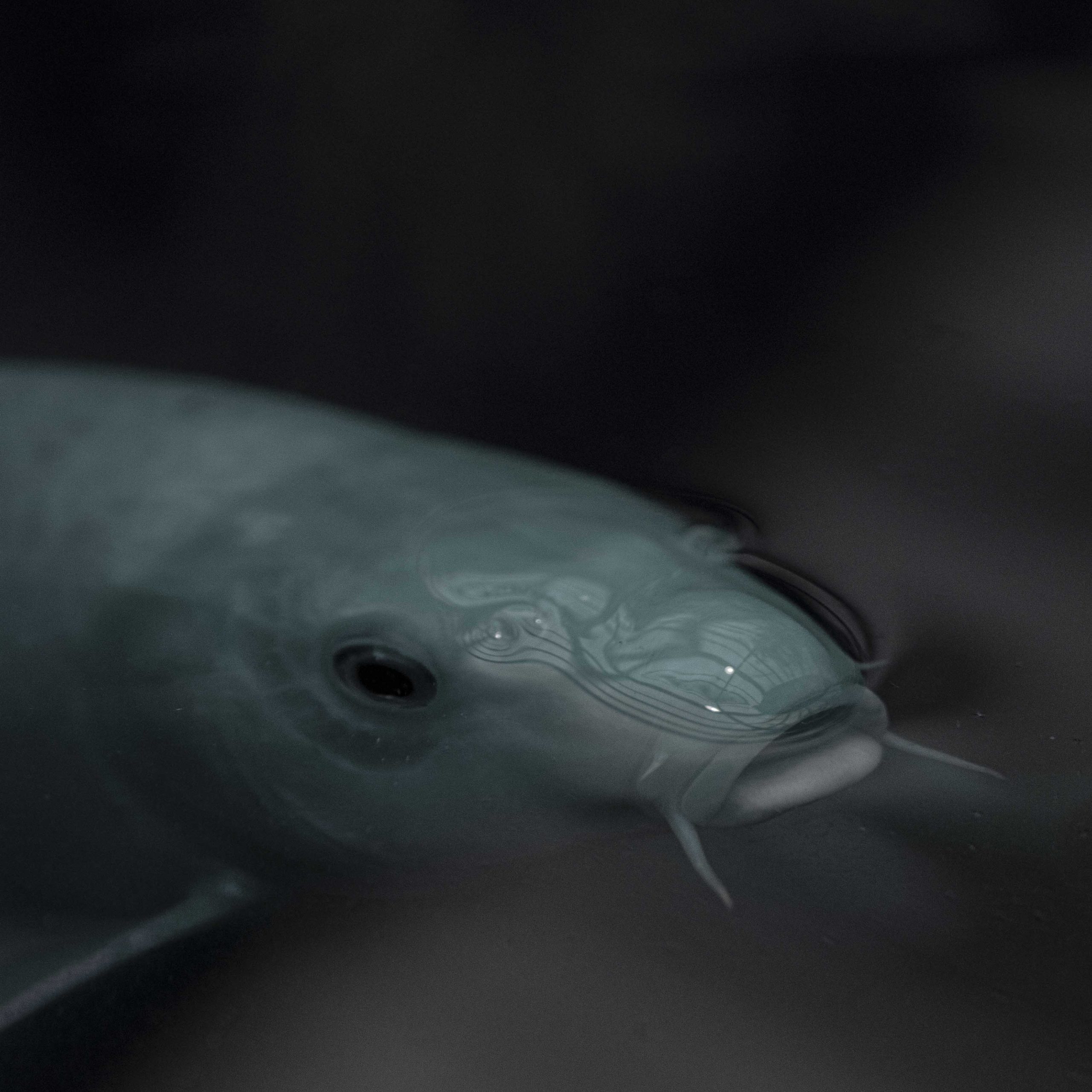 Untitled (Blue Fish)