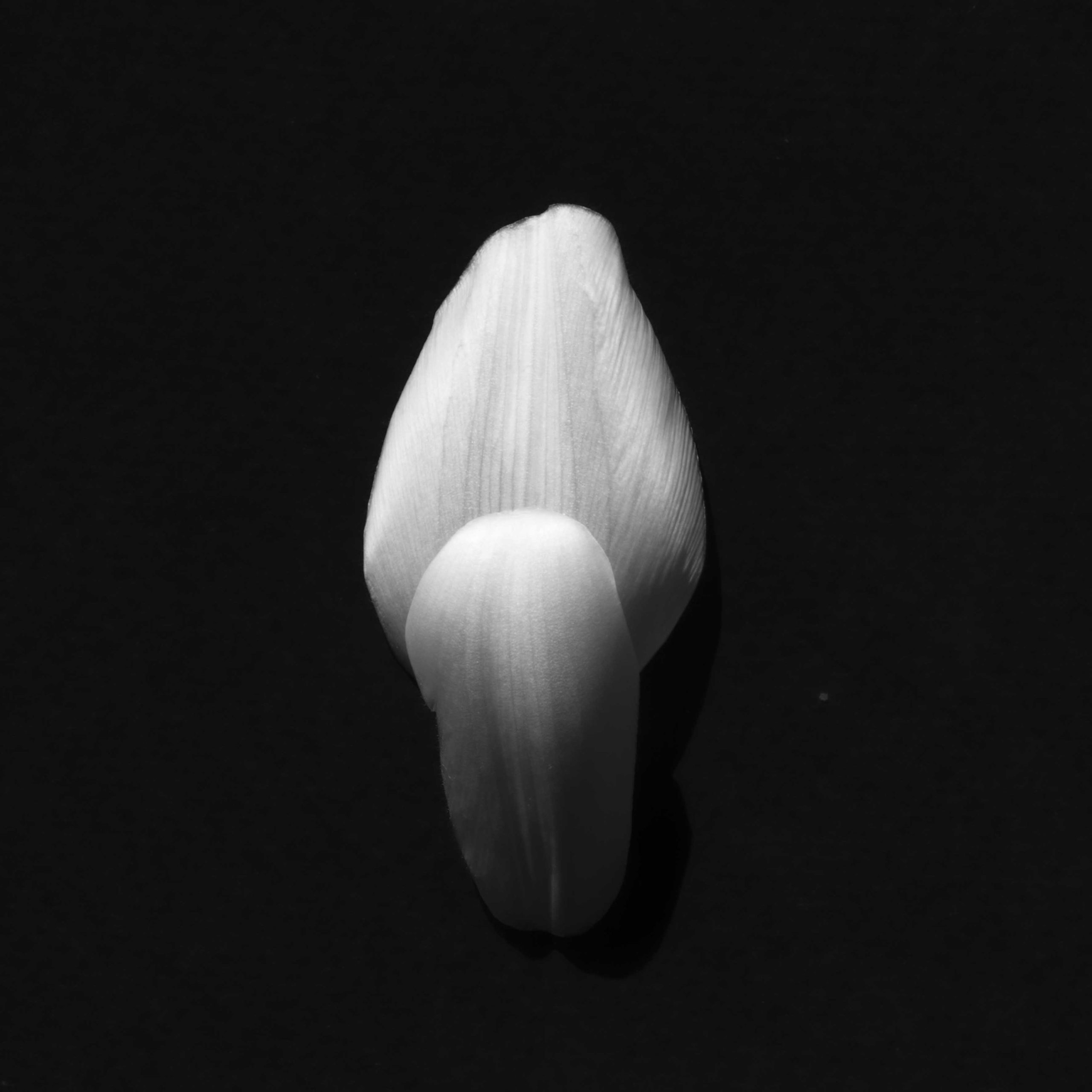 Untitled (Petals)