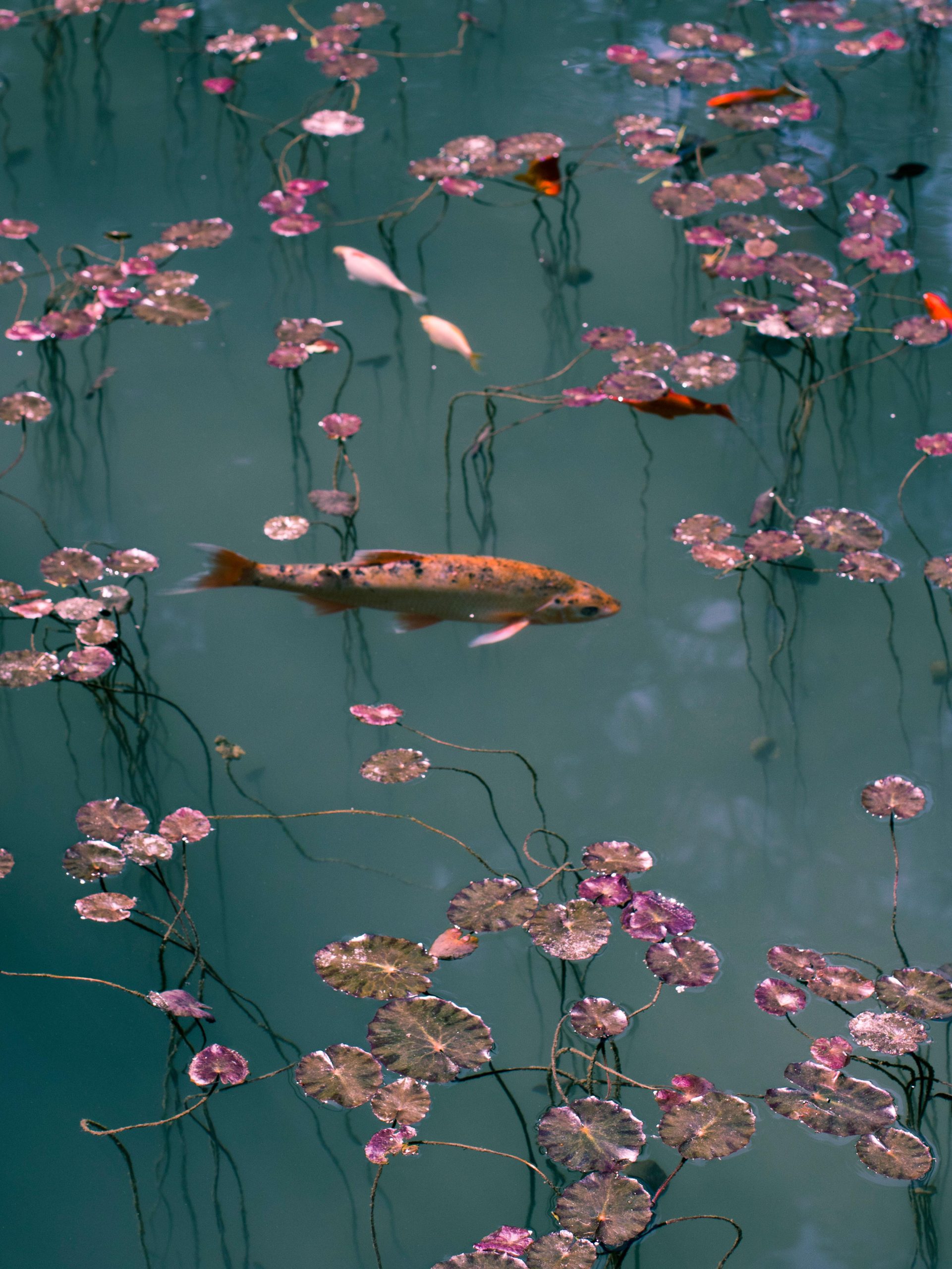 Untitled (Fish)