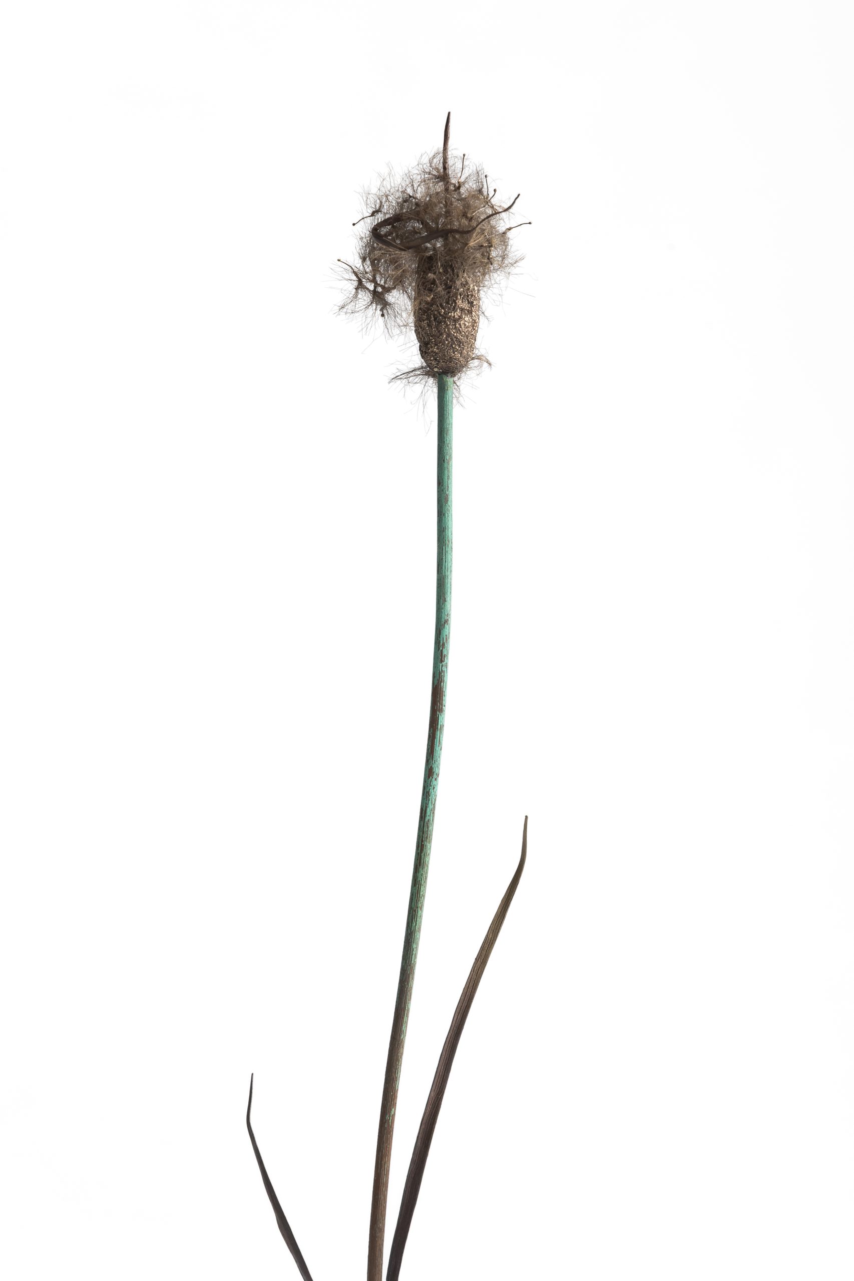 姫蒲｜Southern cattail