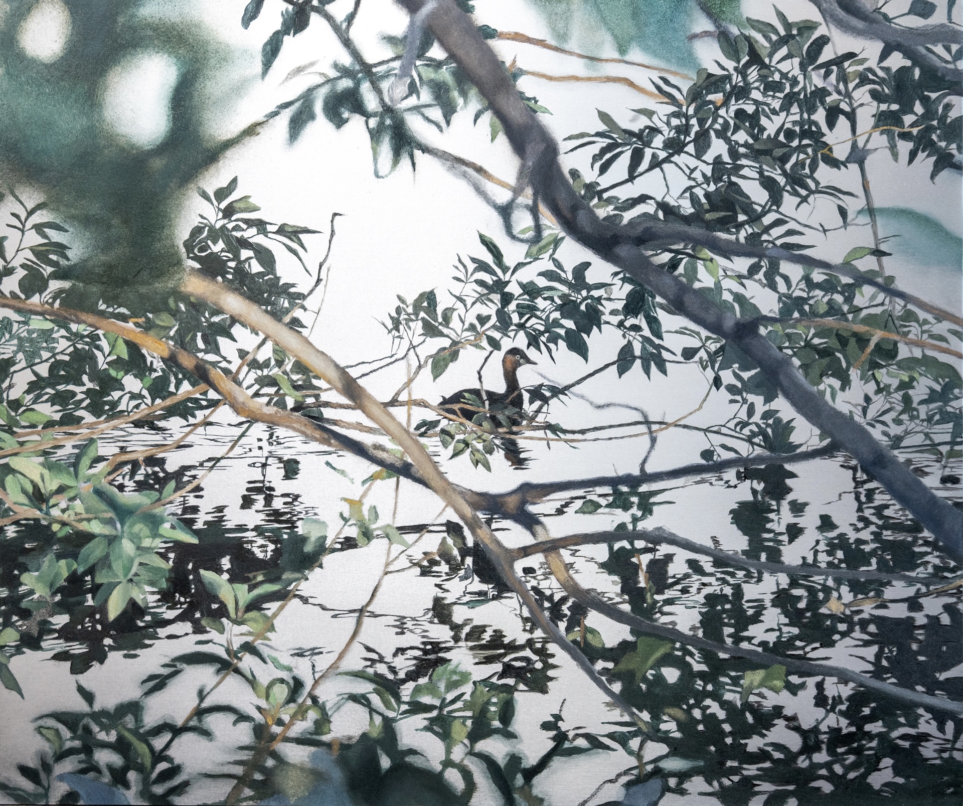 little grebe 03 | 鳰03