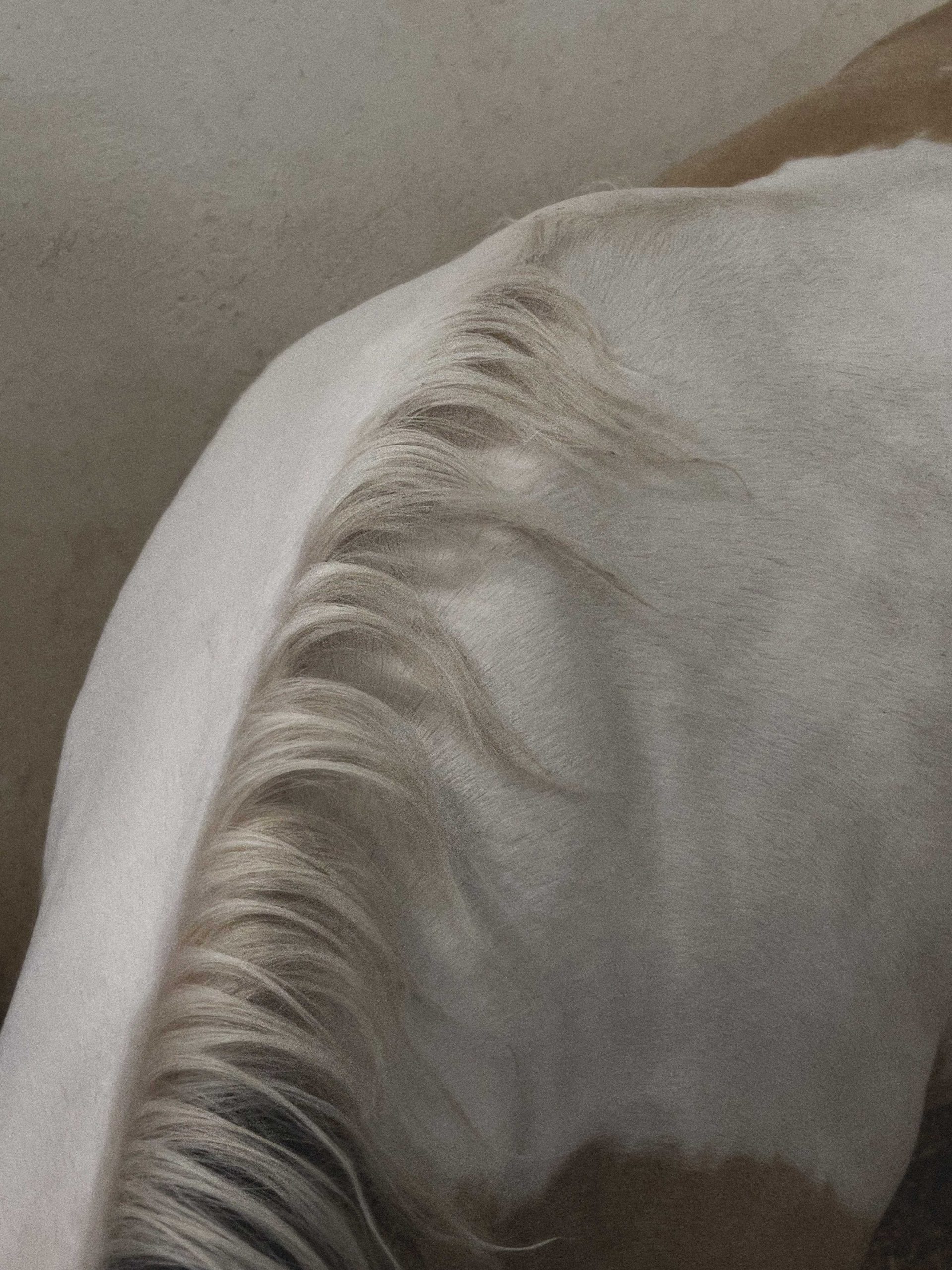 Untitled (Horse)