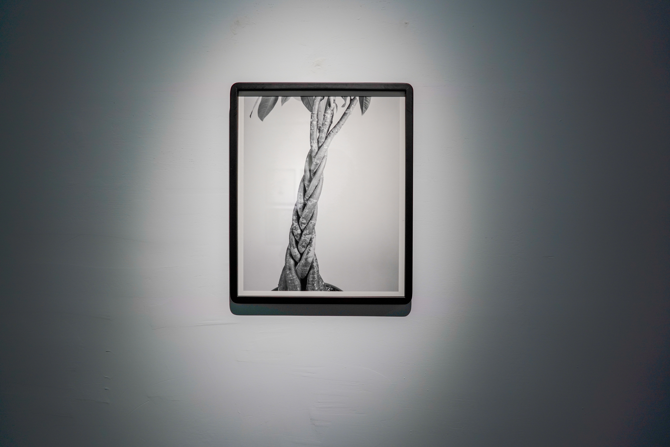 Untitled (Braid), from the series To Preserve, To Elevate, To Cancel | 無題（三つ編み）,シリーズ《保存する、止揚する、取り消す》より