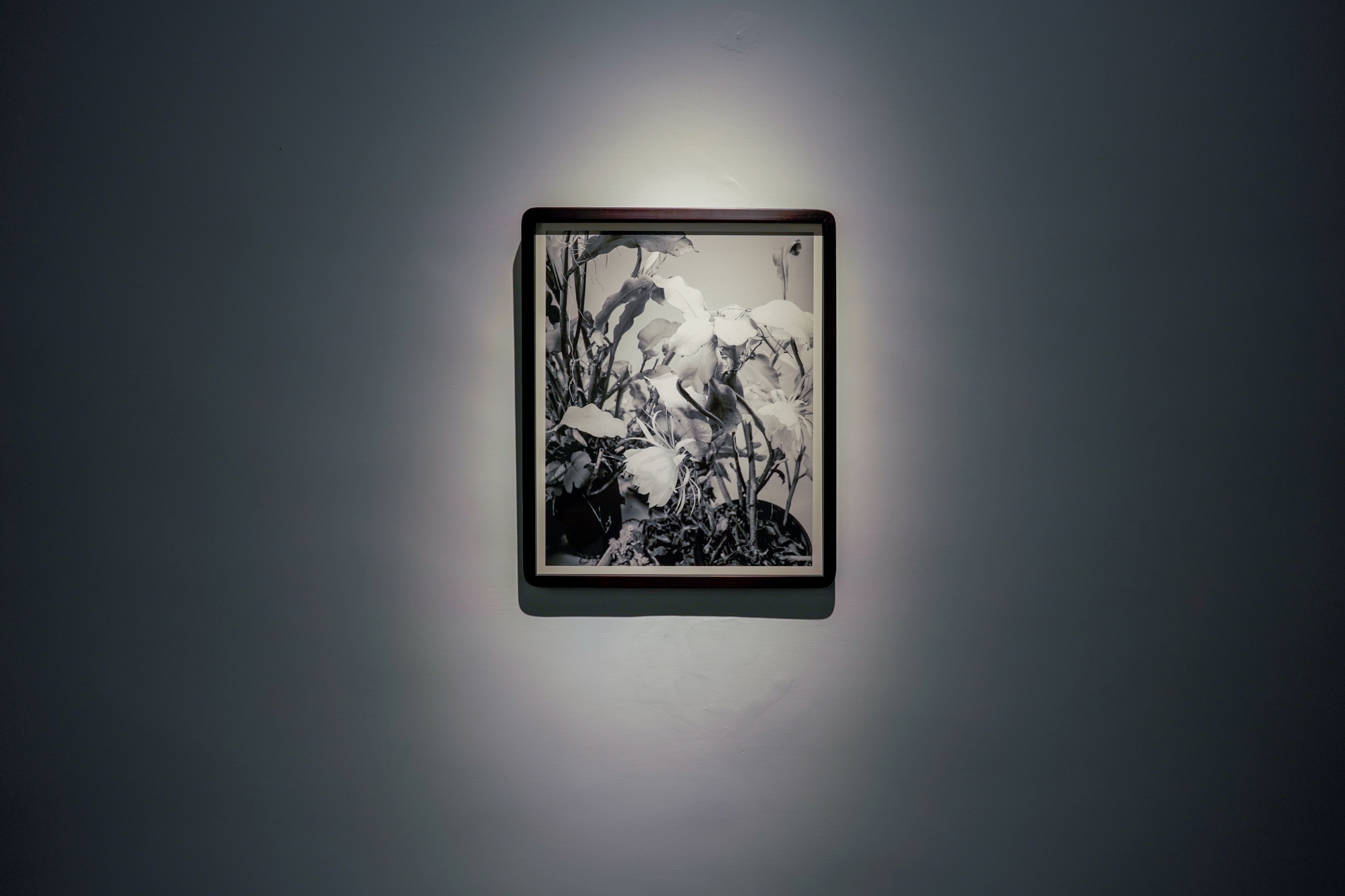 Untitled (Cereus), from the series To Preserve, To Elevate, To Cancel | 無題（サボテン）,シリーズ《保存する、止揚する、取り消す》より