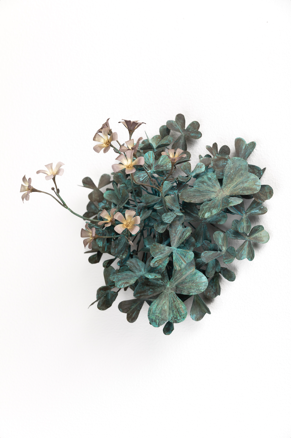 紫片喰｜Violet oxalis